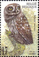 [Birds - Owls, type CEB]