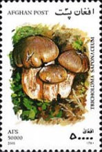 [Mushrooms, type AVK]