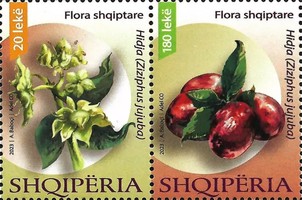 [Flora of Albania - Hidja (Ziziphus jujuba), type ]