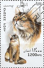 [Cats, type ANC]