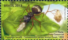 [Ants of Brazil, type EPS]