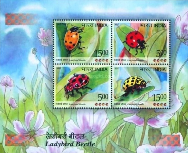 [Ladybird Beetle, type ]