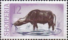 [Water Buffalo, type SM]