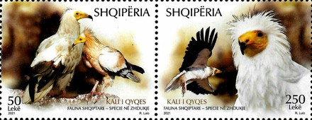 [Birds - Egyptian Vulture - Neophron percnopterus, type ]
