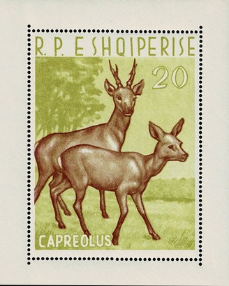 [Animals, type ]
