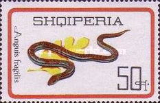 [Reptiles, type YMM]