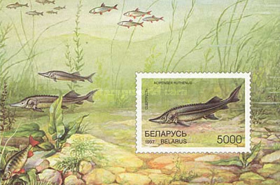 [Fish, type ]