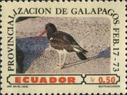 [Formation of Galapagos Islands Province, type BGD]