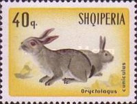 [Rabbits & Hares, type ABN]