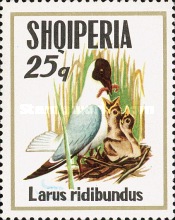 [Seabirds, type AQU]