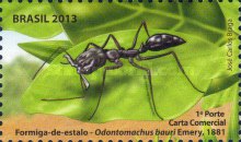 [Ants of Brazil, type EPT]