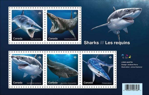 [Marine Life - Sharks, type ]