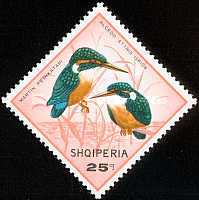 [Birds, type AFG]
