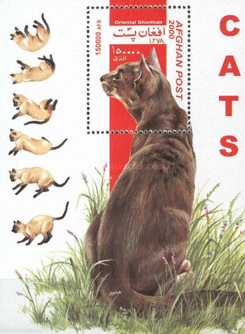 [Cats, type ]