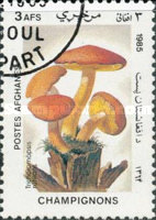 [Flora - Mushrooms, type ABR]