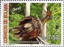 [Birds of Bolivia - Beni, type BHZ]