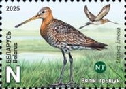 [Birds - Black-taile Godwit, type BLA]