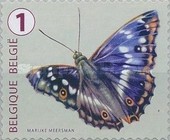 [Butterflies, type XLJ]