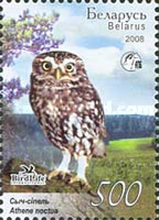 [Owls of Belarus, type ZT]