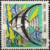 [ACAPI Fish Conservation and Development Campaign, type ASN]