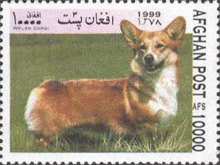 [Dogs, type ASG]