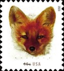 [Red Fox, type ITG]