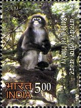 [Rare Panda of the North East, type CTK]