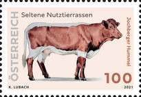 [Rare Livestock Breeds - Jochberger Hummel, type DVL]