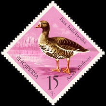 [Birds - Wildfowl, type XNL]