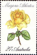 [Roses, type XA]
