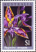 [Orchids, type AGC]