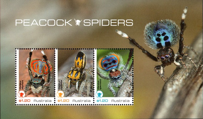 [Peacock Spiders, type ]