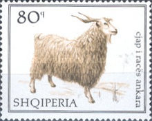 [Domestic Goats, type AEB]