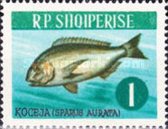 [Fish, type OC]