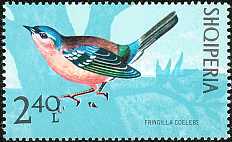 [Birds, type AMB]