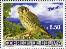 [Birds of Bolivia - Potosi, type BIC]