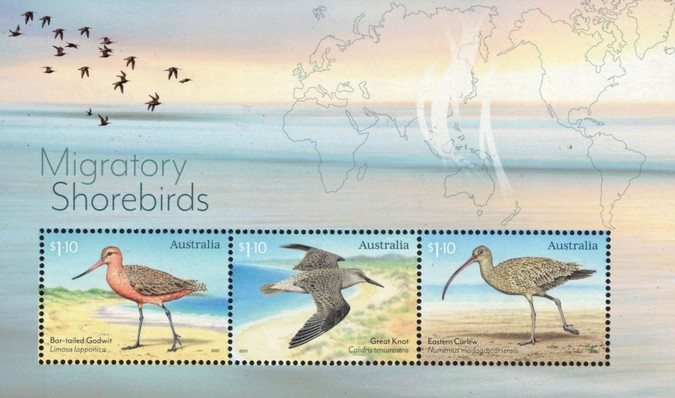 [Migratory Shorebirds, type ]