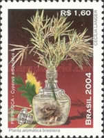 [Brazilian Aromatic Plant - Priprioca, type DXI]