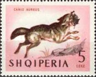 [Animals - Mammals, type OM]