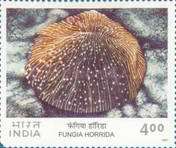 [Corals, type BLA]