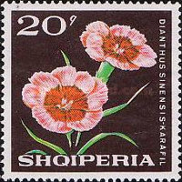 [Flowers, type ADN]