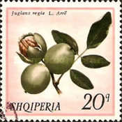 [Forest Fruits, type ANP]