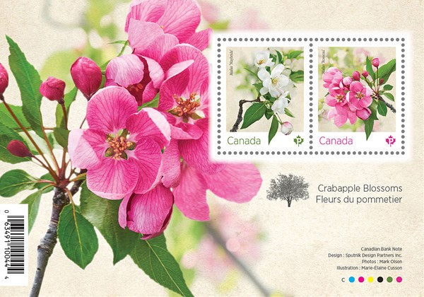 [Flora - Crabapple Blossoms, type ]
