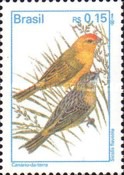 [Birds, type CWS]