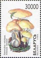 [Mushrooms, type KO]