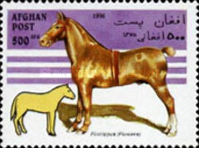 [Horses, type AMU]