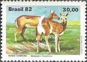 [Animals, type BSY]