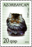 [Domestic Cats, type ACC]