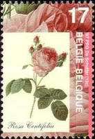 [Roses, type CAN]