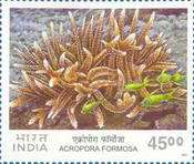 [Corals, type BLC]